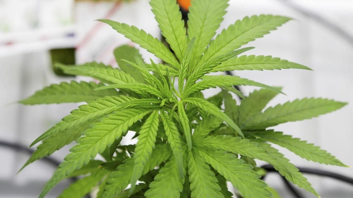 FOTO: Mandat Belajar Bercocok Tanam Ganja