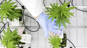 FOTO: Mandat Belajar Bercocok Tanam Ganja
