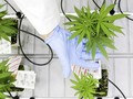 Obat Ganja Legal Pertama Tersedia di AS