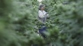 FOTO: Kegembiraan Warga Kanada Sambut Pelegalan Ganja Warga Kanada bergembira menyambut keputusan untuk melegalkan ganja demi kesenangan, namun semuanya tetap diatur oleh hukum.