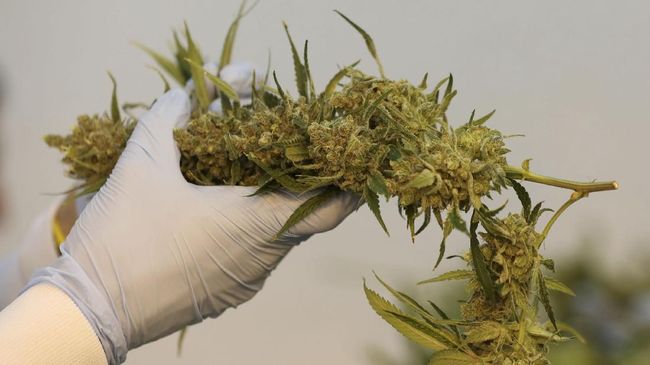 Pemerintah Thailand berencana untuk melegalkan penggunaan ganja medis di negaranya.