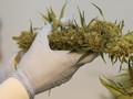 Ganja Medis Bakal Dilegalkan di Thailand