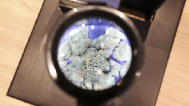 Setelah pemerintah Thailand melegalisasi ganja pada Desember 2018, ada kekhawatiran dominasi pihak asing pada eksplorasinya.