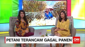 Ratusan Hektar Sawah Mengalami Gagal Panen