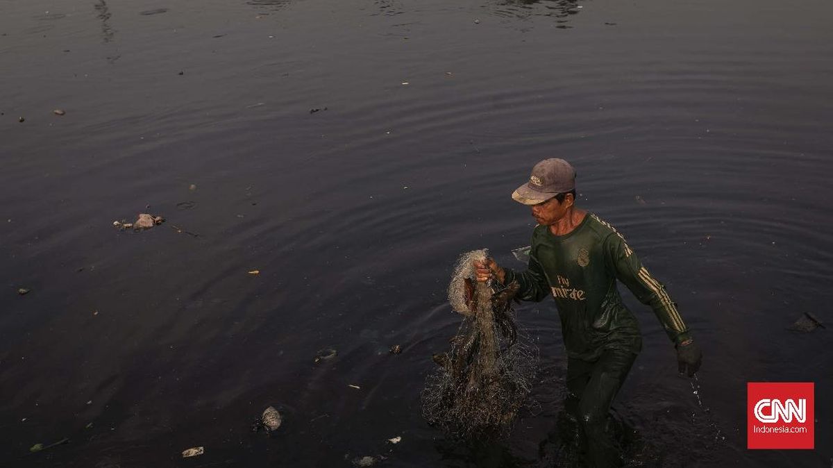 Sungai Ciujung Serang Diduga Tercemar: Berwarna Hitam, Bau Menyengat