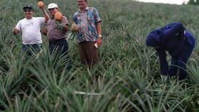 Onan Runggu, Wisata Petik Nanas dari Tapanuli Utara