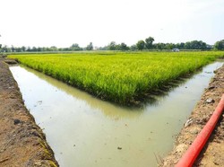 3 Menteri Bahas Rencana Sulap Rawa Jadi Lumbung Pangan Baru