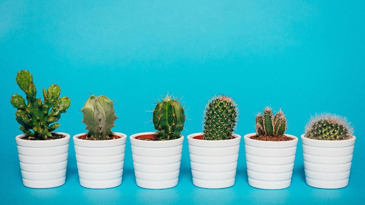 gift kaktus Cacti Garden | Birthday Gifts For Him | Best Birthday Gift Idea main image 0