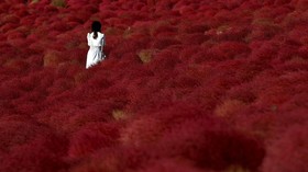 FOTO: Taman Bunga Membara di Jepang