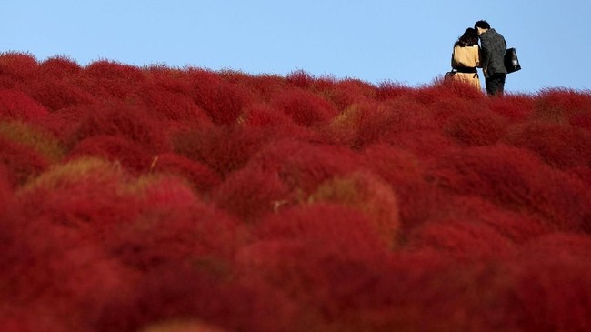 FOTO: Taman Bunga Membara di Jepang