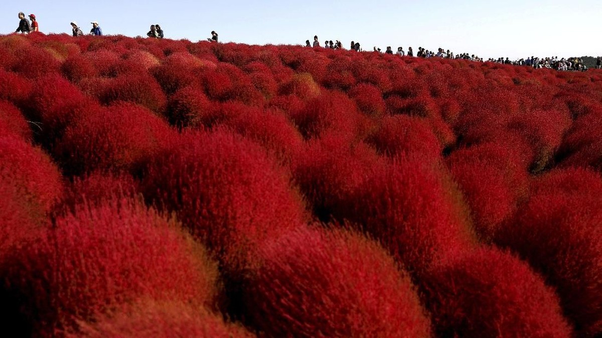 FOTO: Taman Bunga Membara di Jepang