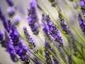 7 Aroma Minyak Esensial Terbaik untuk Kurangi Kecemasan