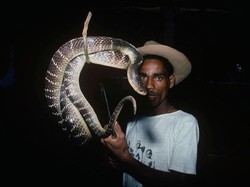 3 Negara dengan Spesies Ular Terbanyak di Dunia, Indonesia Termasuk?