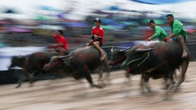 FOTO: Sambut Musim Panen dengan Karapan Kerbau di Thailand