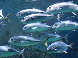 BMKG: Ikan Naik ke Pantai di Gorontalo Bukan Pertanda Gempa