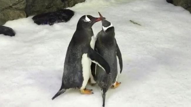 Dua ekor penguin jantan yang selama ini diberitakan sebagai penguin sesama jenis terlihat akur merawat telurnya sampai menetas.