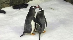 Penguin Sesama Jenis di Australia Resmi Jadi Orangtua
