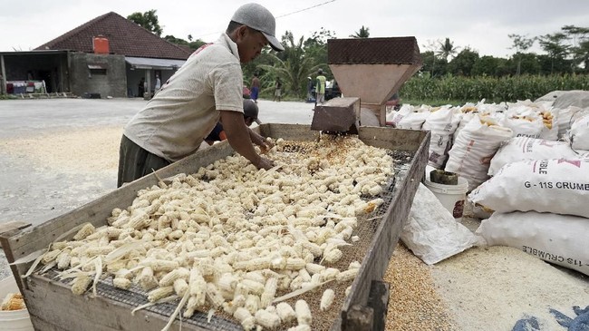 Kementerian Pertanian menyiapkan 900 ribu unit dryer (mesin pengering) untuk jagung dan beras menjelang musim panen pada Februari hingga April 2019.