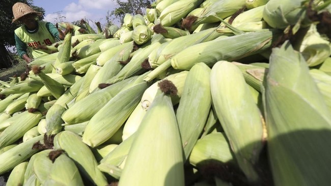 Kementerian Perdagangan mengalami dilema. Walaupun harga jagung saat ini tinggi dan membuat kelimpungan peternak, mereka tidak bisa sembarangan membuka impor.