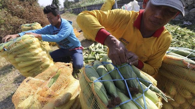 Jagung Manis Asal Sumut Laris Di Tiga Negara Selama Corona