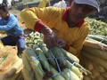 Jagung Manis asal Sumut Laris di Tiga Negara Selama Corona