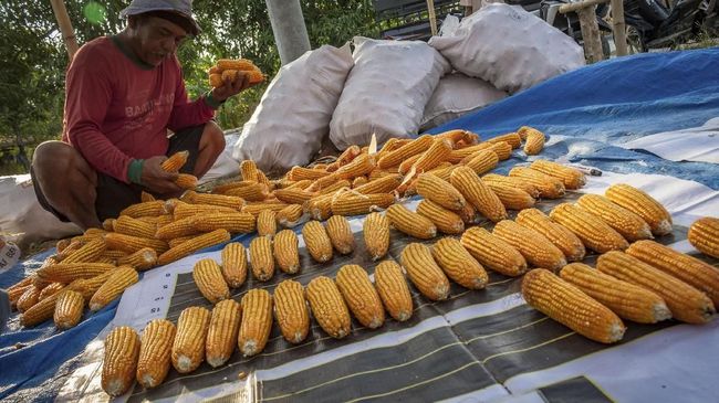 Dapat report je terus sita gerai jagung bakar warga asing depan