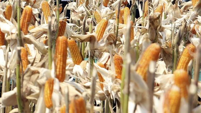 Akademisi mendorong agar pemerintah mengoptimalkan penyerpan jagung dari produksi petani dalam negeri, dibarengi evaluasi kebijakan impor non-lartas.