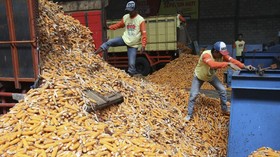Pasokan Defisit, Harga Jagung Naik