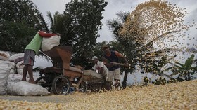 FOTO: Jerit Peternak Karena Harga Jagung Melambung