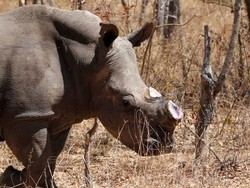 Singapura Gagalkan Penyelundupan Puluhan Kilo Cula Badak Senilai Rp 14,5 M