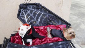 FOTO: Lolong 'Gemas' dalam Halloween