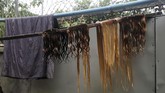 FOTO: Mengais Bisnis Secemerlang Mutiara 'Rambut Myanmar' Di Myanmar, rambut panjang bukan sekadar mahkota perempuan, tapi juga sumber pendapatan ekonomi.