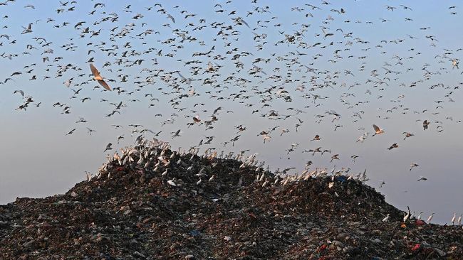 Bird Flu Spreads in Israel, 2,000 Wild Herons Die