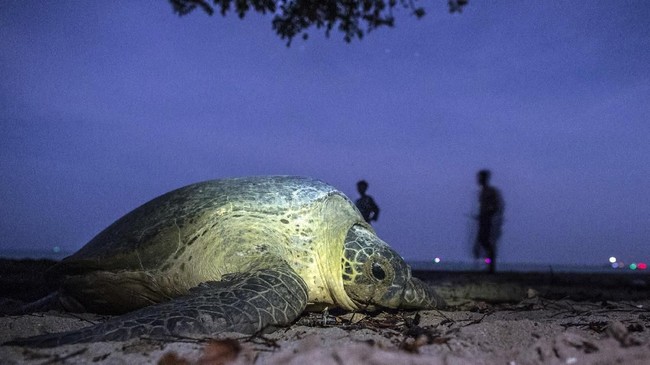 Sebuah ekspedisi berhasil menemukan spesies penyu yang sudah dinyatakan punah selama 10 dekade di Kepulauan Galapagos, Samudera Pasifik.