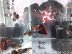 Ikan Guppy: Ikan Hias yang Awalnya Buat Pengendali Hama Nyamuk