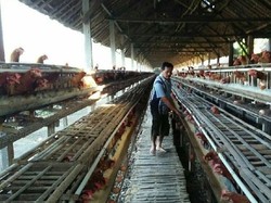DKPP Sumsel Target 75 Usaha Ayam Petelur Punya NKV Tahun Ini