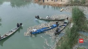 VIDEO: Ribuan Ikan Mas di Irak Diduga Mati Keracunan