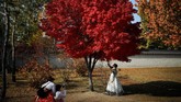 FOTO: Rona Seoul di Musim Gugur Suasana romantis sangat terasa saat musim gugur di kota Seoul, Korea Selatan.