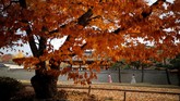 FOTO: Rona Seoul di Musim Gugur Suasana romantis sangat terasa saat musim gugur di kota Seoul, Korea Selatan.