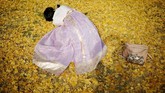 FOTO: Rona Seoul di Musim Gugur Suasana romantis sangat terasa saat musim gugur di kota Seoul, Korea Selatan.