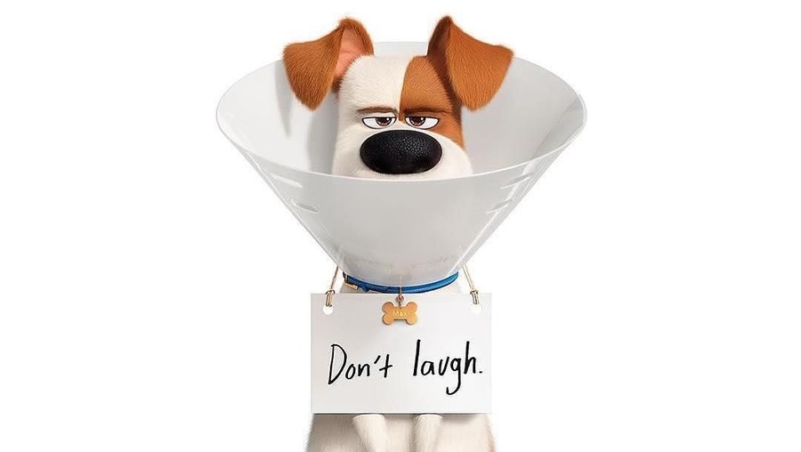 Film The Secret Life of Pets 2 berhasil menduduki peringkat pertama box office domestik, mengalahkan X-Men: Dark Phoenix.