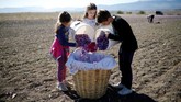 FOTO: Memupuk Asa Kehidupan dari Rempah-rempah Yunani Safron, rempah-rempah mewah dari bunga safron atau yang bernama latin Crocus sativus, telah menjadi 'ladang' penghasilan bagi warna Yunani.