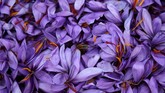 FOTO: Memupuk Asa Kehidupan dari Rempah-rempah Yunani Safron, rempah-rempah mewah dari bunga safron atau yang bernama latin Crocus sativus, telah menjadi 'ladang' penghasilan bagi warna Yunani.