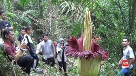 VIDEO: Dikira Hantu, Petani di Sumut Temukan Bunga Bangkai