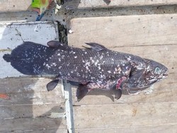 Ikan Fosil Hidup Ini Umurnya Bisa Sampai 100 Tahun