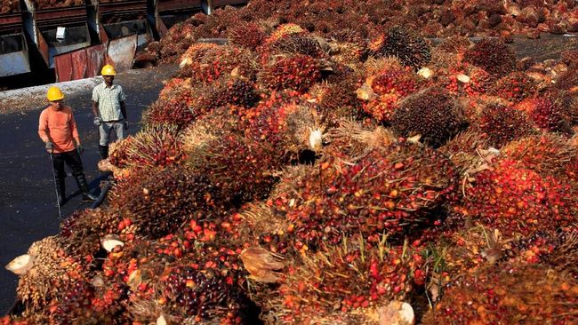 Ikuti Harga Minyak Dunia, CPO Juga Melejit 9% Pekan Ini