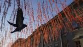 Seekor merpati terbang di bawah siluet jalan pada suatu pagi di Moskow, Rusia. (Reuters/Shamil Zhumatov)