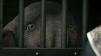 dumbo trailer