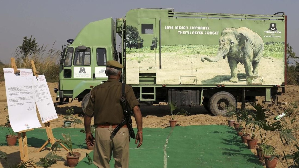 FOTO: Rumah Sakit Gajah Pertama di India