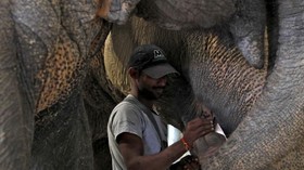 FOTO: Rumah Sakit Gajah Pertama di India
